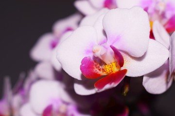 Orchidea