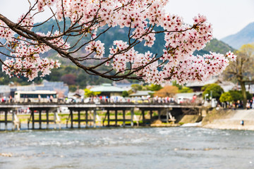 Obraz premium 京都の春の風景 嵐山の満開の桜 京都 日本
