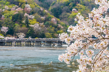 Fototapeta na wymiar 京都の春の風景　嵐山の満開の桜　京都　日本