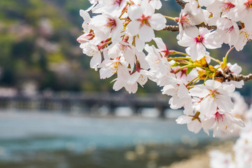 京都の春の風景　嵐山の満開の桜　京都　日本