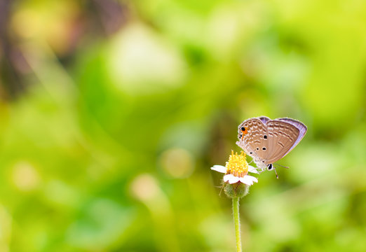 Small yellow flower, beautiful yellow flower and tiny brown butterfly in blurred background