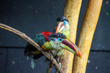 Parc aux Oiseaux, Villars les Dombes