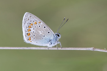 Lycaenidae / Çokgözlü Mavi / / Polyommatus icarus