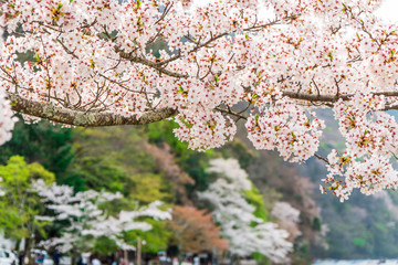 京都の春の風景　嵐山の満開の桜　京都　日本