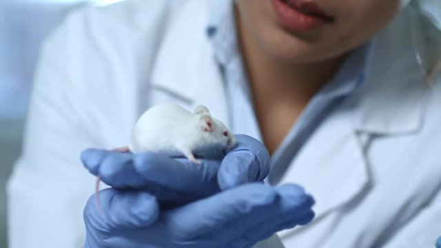 Close up shot of young female scientist in rubber gloves holding white laboratory rat and talking to her colleagues