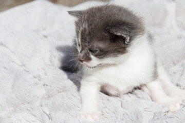 Cute little kitten on the soft grey blanket