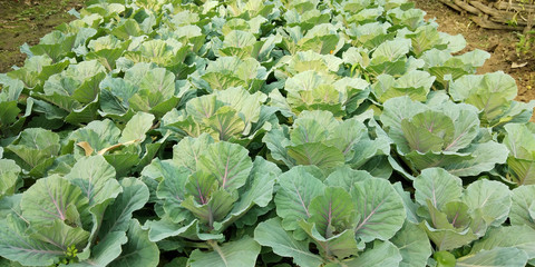 vegetable in the garden color green texture