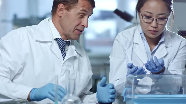 Medium shot of group of three scientist in lab coats discussing research on rats’ behavior, woman taking rat from transparent cage, tracking shot
