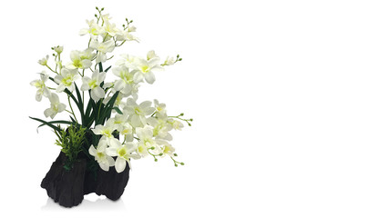 The Orchid is in a timber pot on white background