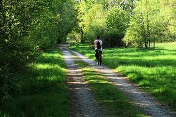 Fototapeta premium cyclist. rear. rides a bicycle along the forest trail. healthy lifestyle. early sunny morning.