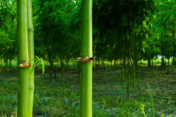 Bright green bamboo forest,closeup bamboo