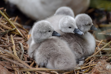 Cygnet baby swan