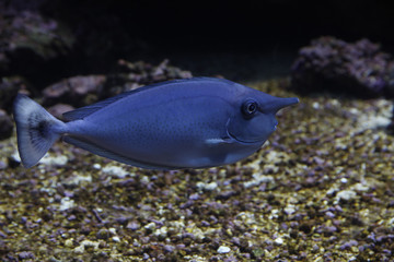 Fototapeta na wymiar Langnasen-Nasendoktorfisch (Naso brevirostris) oder Einhornfisch