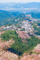 奈良の春の風景　満開の桜　吉野　奈良　日本