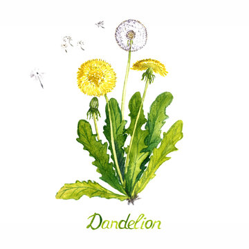 Dandelion (Taraxacum officinale) plant with flowers, seed head and buds, isolated on white background hand painted watercolor illustration with inscription