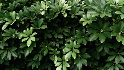 Tropical green leaf