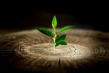 the plant grows in the wood