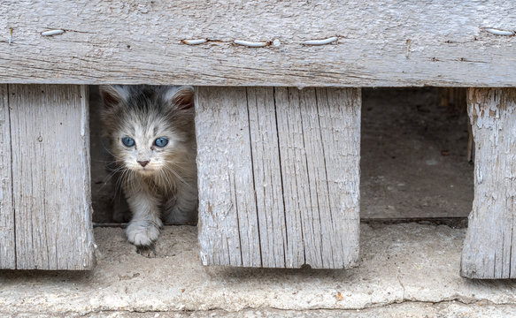 Animal abuse: sad looking timid white kitten hiding under a wooden barn door in dirty conditions