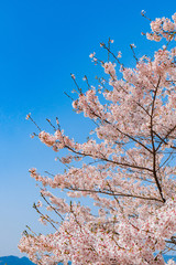 奈良の春の風景　満開の桜　吉野　奈良　日本