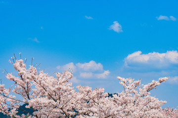 奈良の春の風景　満開の桜　吉野　奈良　日本