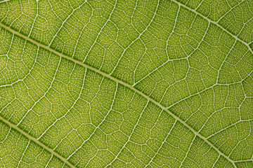 Leaf Macro Details 3
