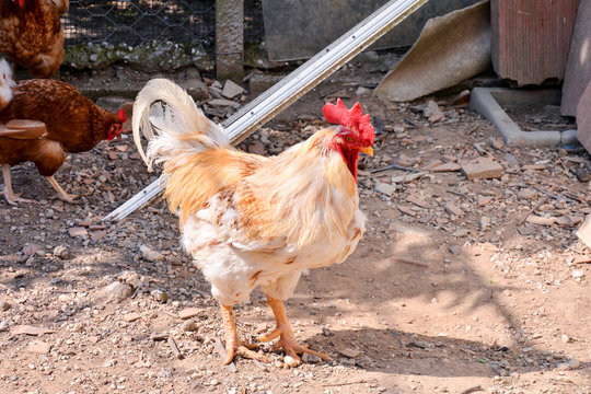 Italian Chicken Animal Bird