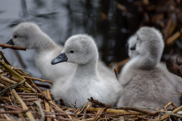 Fototapeta premium Cygnet baby swan