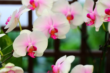 Beautiful orchid flower in tropical garden