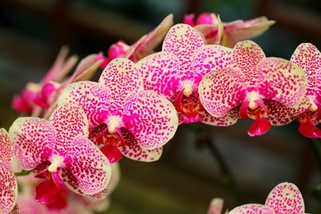 Beautiful orchid flower in tropical garden