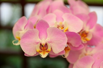 Naklejka na ściany i meble Beautiful orchid flower in tropical garden