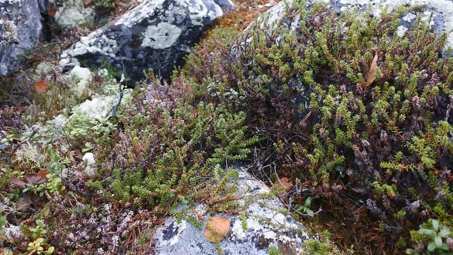 mosquitoes spinning, black crowberry and lichen parmelia in tundra