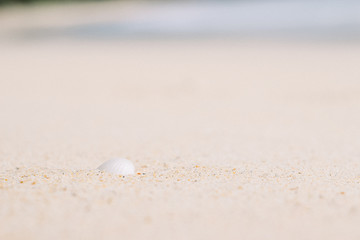 Fototapeta na wymiar seashell in sand on the beach