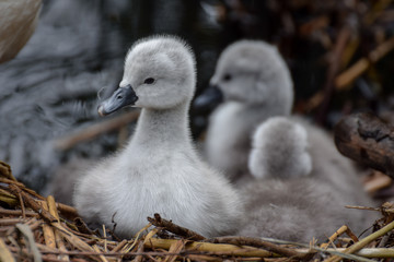 Cygnet baby swan