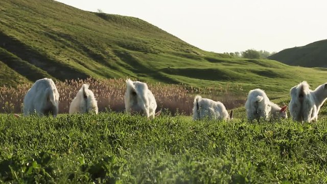 cheerful goat asses