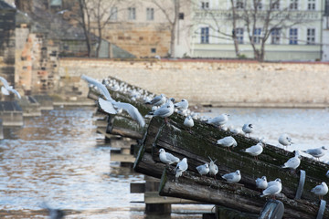 Seagulls on the wood at Vltava river. Prague, Czech.