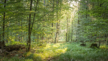 Obraz premium Wald im Frühjahr