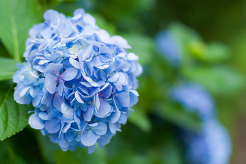 beautiful hydrangea