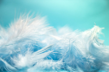 soft and blur style Pastel blue turquoise colored of chicken feathers on blue background, copy space