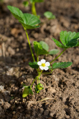 young strawberry plants growing