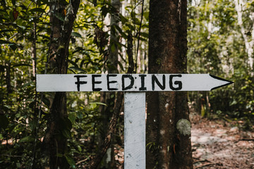 .Young tourist visiting the borneo jungle, in Kalimantan. Excursion to see the island's wildlife, being close to awesome orangutans in their natural environment. Travel Photography.