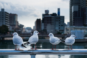 beautiful seagulls at harbor