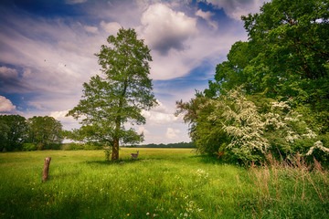 Heide