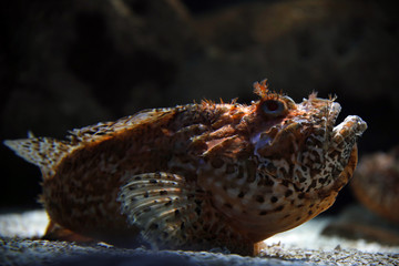 Große Rote Drachenkopf (Scorpaena scrofa) oder Meersau