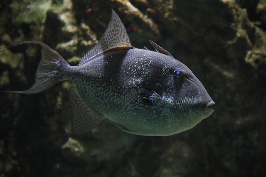 Graue Dr&uuml;ckerfisch (Balistes capriscus) oder Mittelmeer-Dr&uuml;ckerfisch
