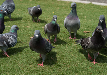 Towadako in winter at Aomori Japan