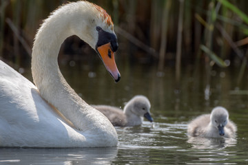 Cygnet baby swan