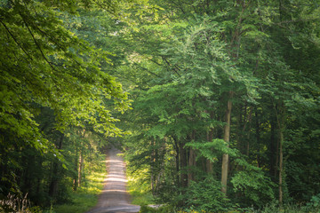 Weg im Wald