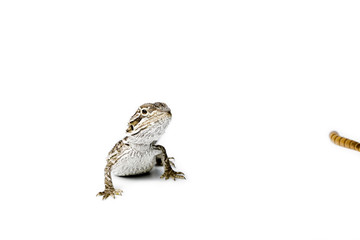 Agama. Baby Bearded Dragon and worm on white background.