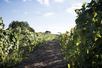 Fototapeta na wymiar closeup of a bunch of grapes in a vineyard in Italy