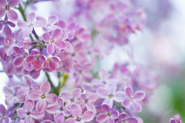 Blooming branch in springtime. Closeup macro of blooming lilac purple flowers with blurred background. Floral natural background spring time season.